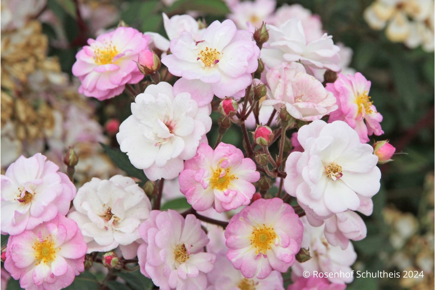 Rose 'Anemona' ® Ramblerrose