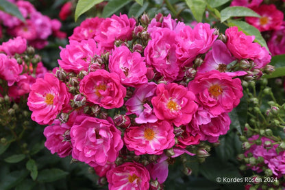 Rose 'Perfumy Siluetta' ® (Miniclimber)