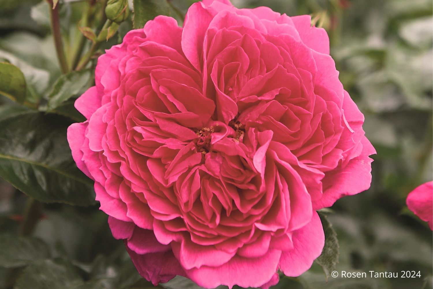 Rose 'Soul' ® Strauchrose