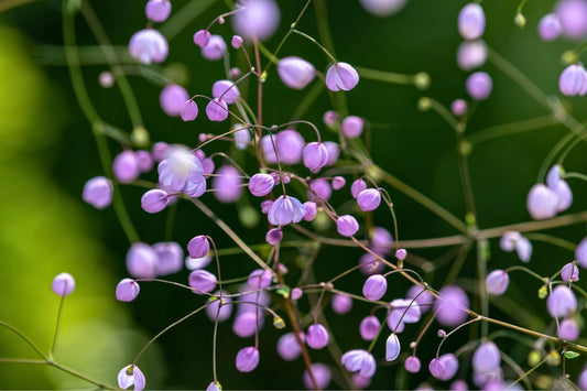 Thalictrum delavayi 'Splendide' Wiesenraute