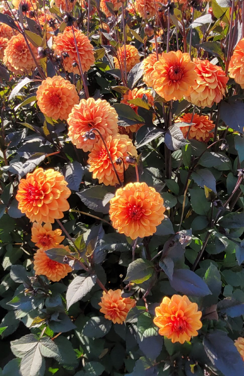 Dahlia 'David Howard' Schmuckdahlie