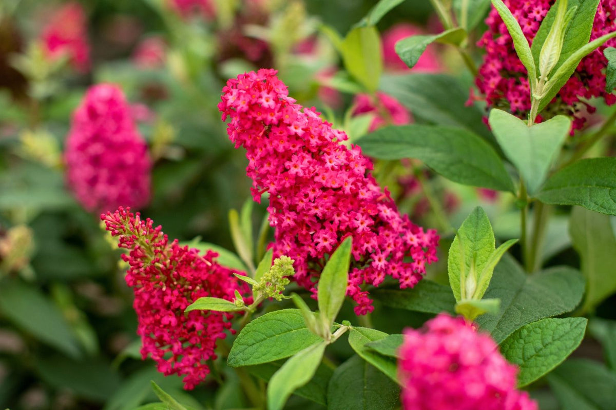 Buddleja davidii 'Butterfly Candy® Little Ruby' Sommerflieder 'Butterfly Candy® Little Ruby'