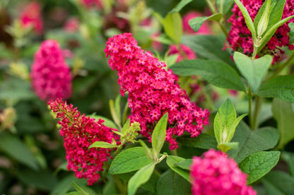 Buddleja davidii 'Butterfly Candy® Little Ruby' Sommerflieder 'Butterfly Candy® Little Ruby'