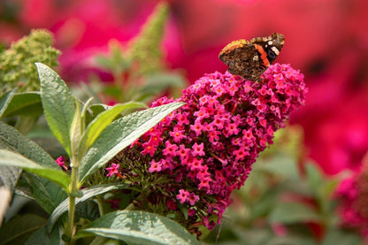 Buddleja davidii 'Butterfly Candy® Little Ruby' (Sommerflieder 'Butterfly Candy® Little Ruby')