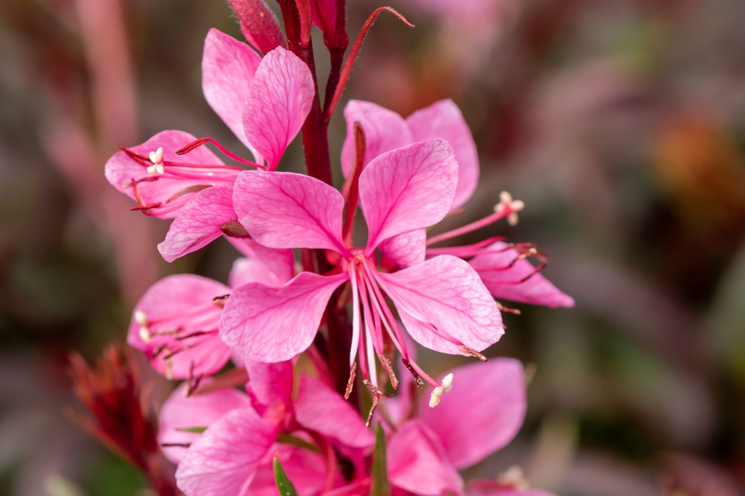 Gaura lindheimeri 'Graceful Pink' Prachtkerze