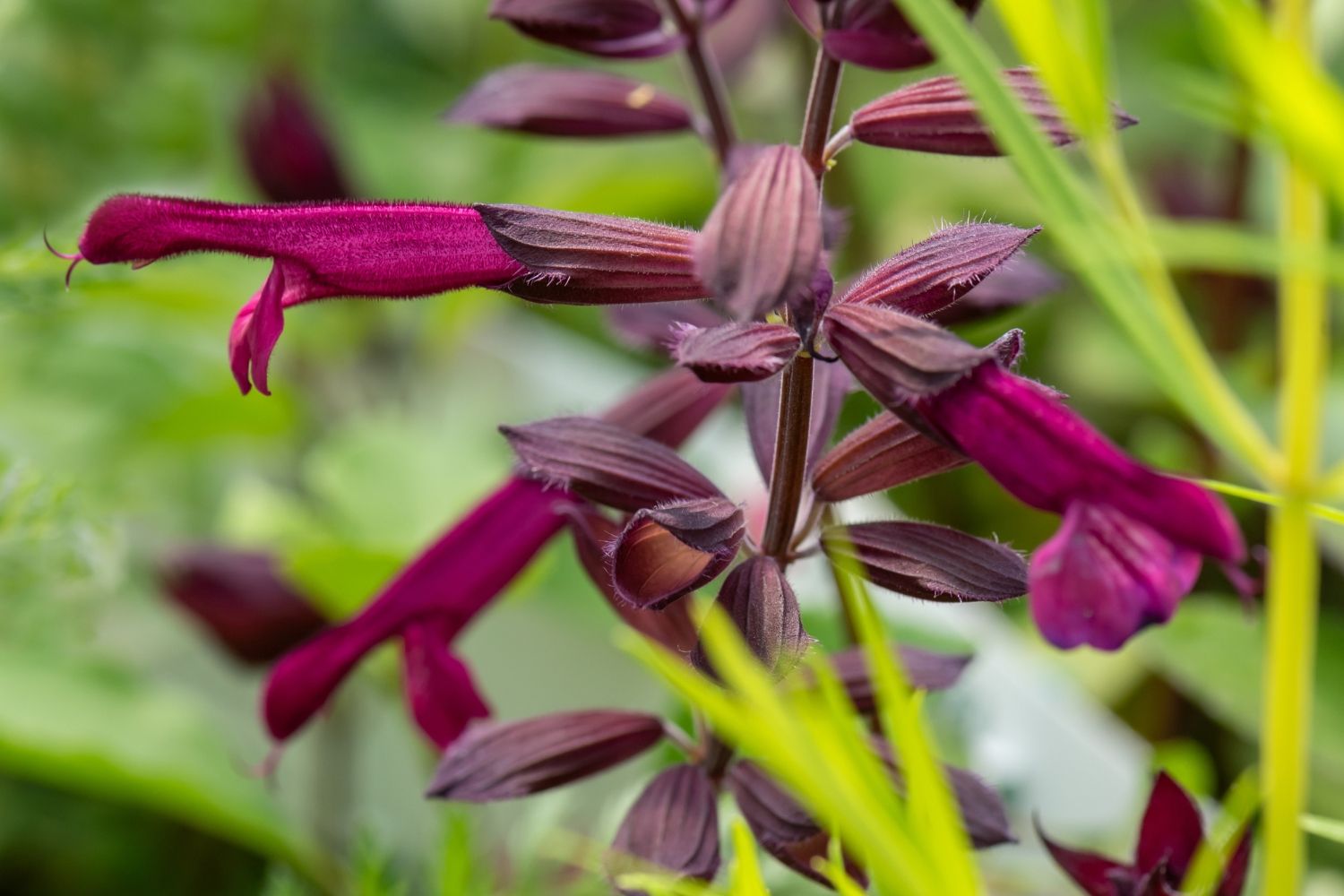 Salvia 'Love and Wishes' Sommer-Salbei