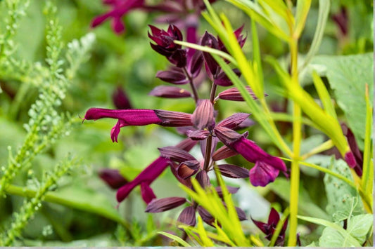 Salvia 'Love and Wishes' Sommer-Salbei