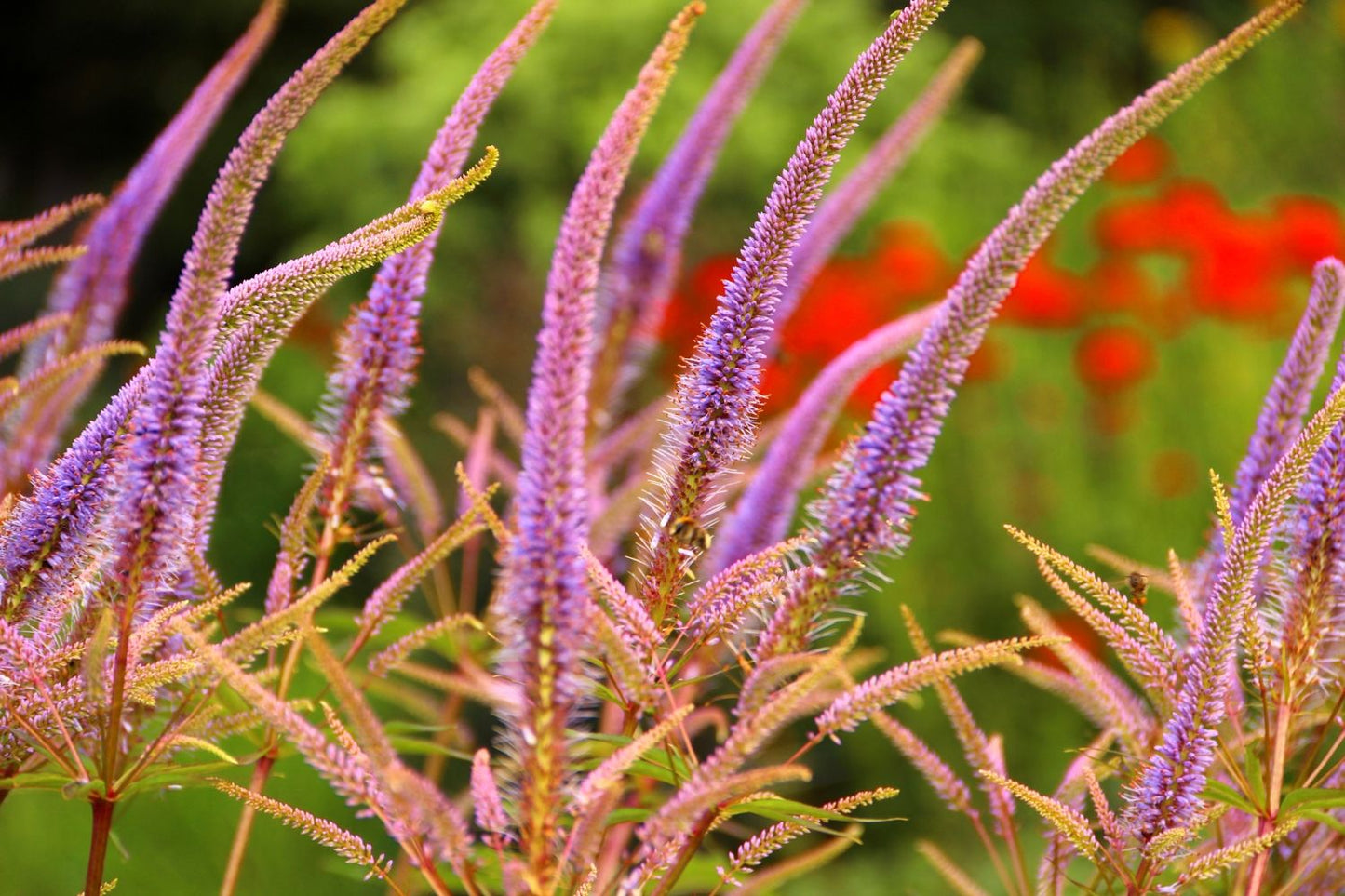 Veronicastrum virginicum 'Red Arrows' Kandelaber-Ehrenpreis