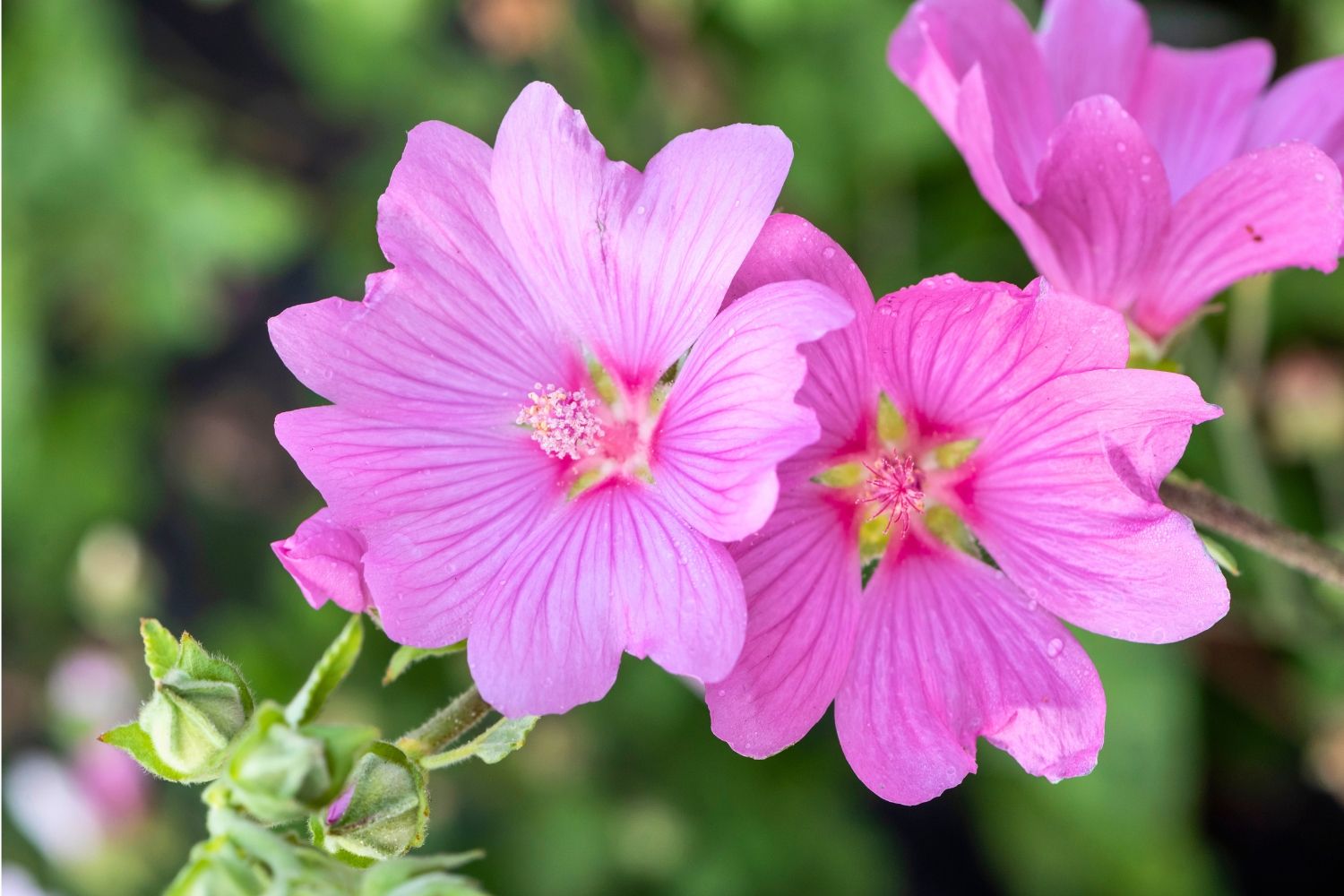 Lavatera 'Blushing Bride' Strauchmalve