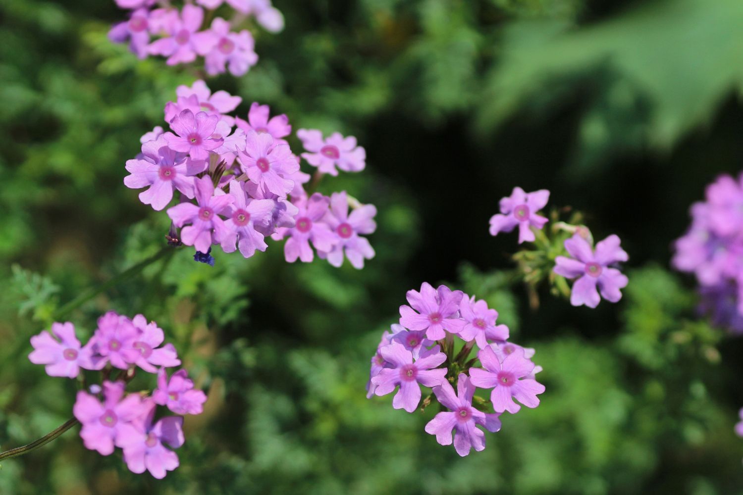 Verbena 'Seabrook's Lavender' Eisenkraut