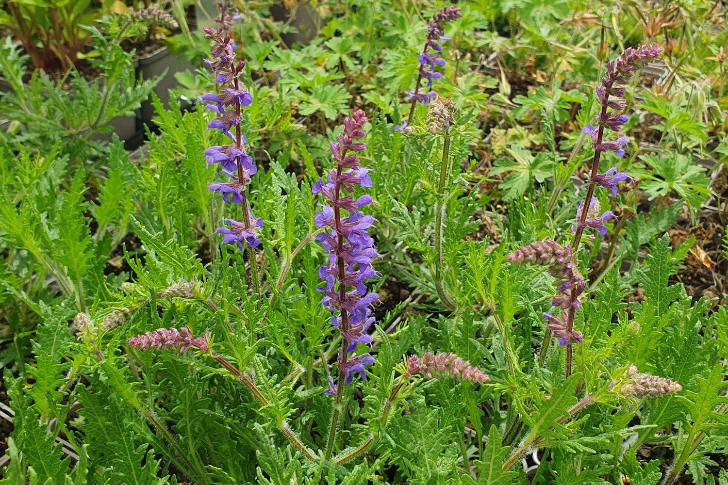 Salvia 'Carina' Ziersalbei