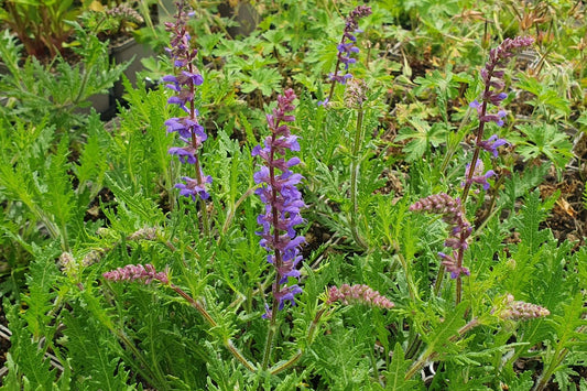 Salvia 'Carina' Ziersalbei