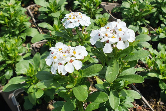 Iberis sempervirens 'Masterpiece' Immergrüne Schleifenblume