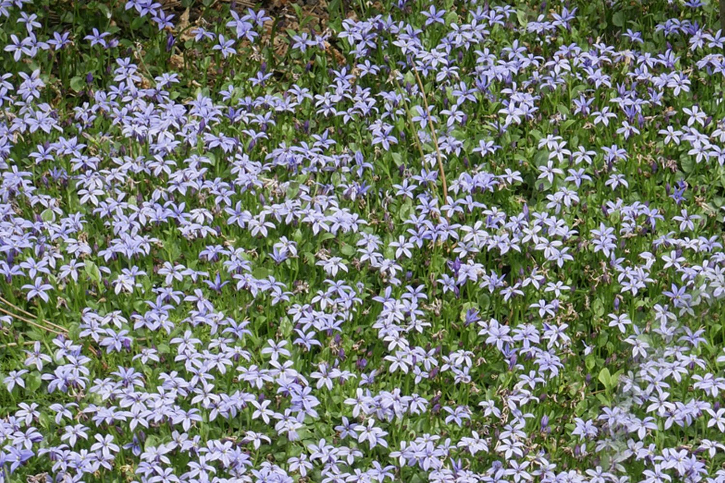 Isotoma fluviatilis Blauer Bubikopf