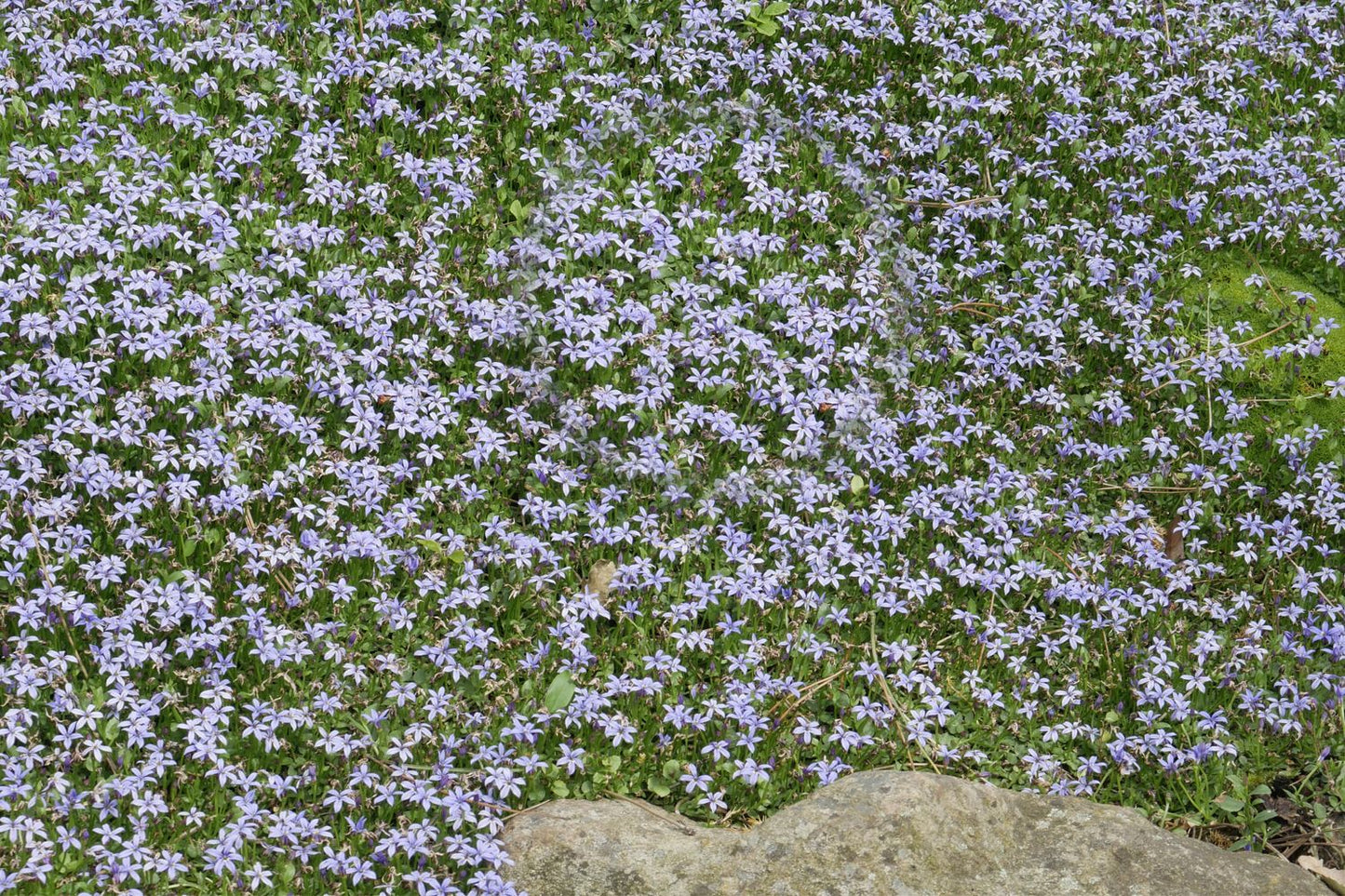 Isotoma fluviatilis (Blauer Bubikopf)