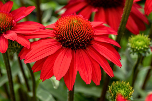 Echinacea 'SunMagic Fantastic Scarlet' ® Scheinsonnenhut