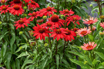 Echinacea 'SunMagic Fantastic Scarlet' ® (Scheinsonnenhut)