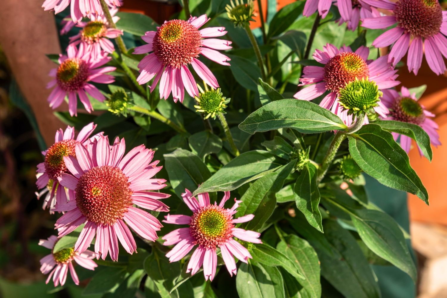 Echinacea 'Delicious Candy Pink' ® Scheinsonnenhut