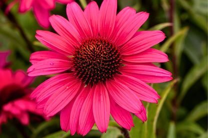 Echinacea 'Sensation Wild Romance' ® Scheinsonnenhut