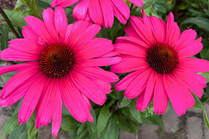 Echinacea 'Sensation Wild Romance' ® (Scheinsonnenhut)