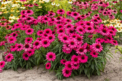 Echinacea 'Sensation Wild Romance' ® (Scheinsonnenhut)