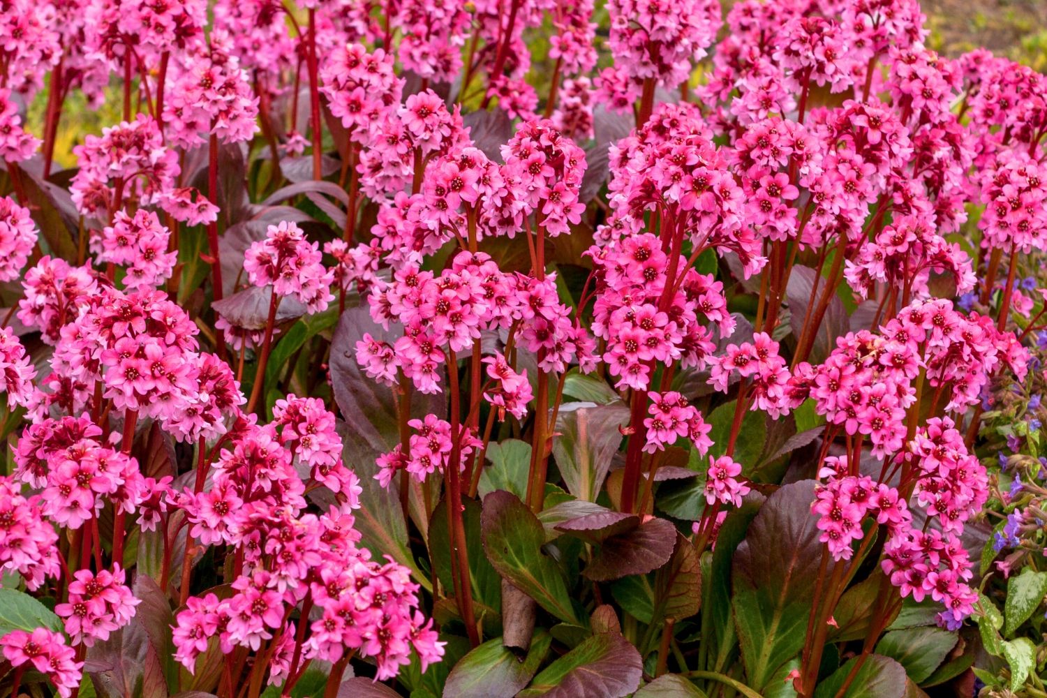 Bergenia 'Pink Dragonfly' ® Bergenie