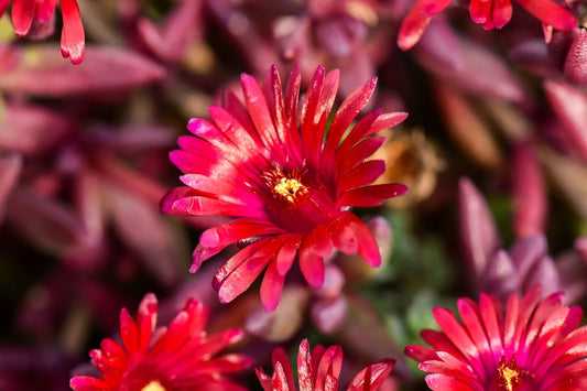 Delosperma 'Desert Dancer Red' Mittagsblume