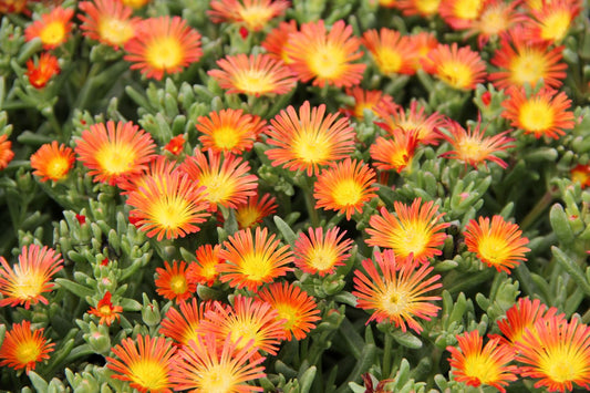 Delosperma Wheels of Wonder ® 'Orange' Mittagsblume