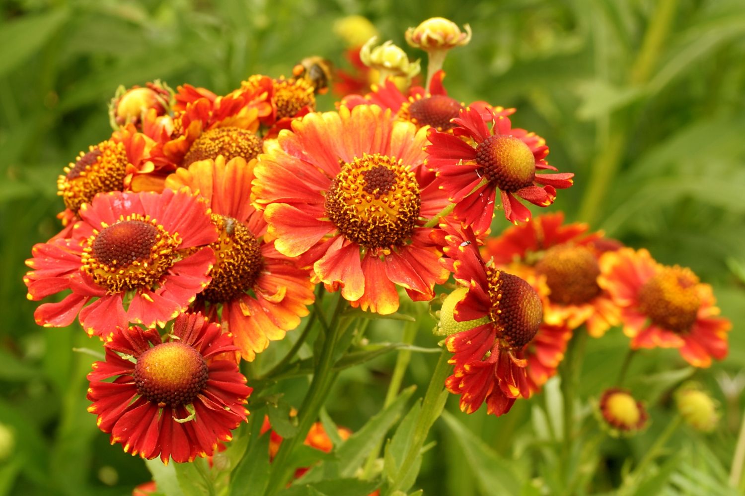 Helenium 'Short 'n' Sassy' Sonnenbraut