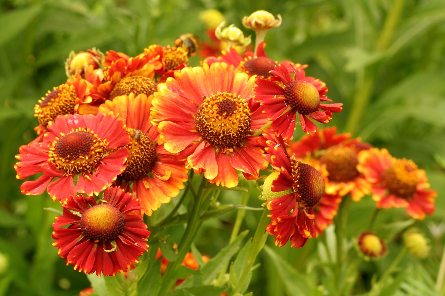 Helenium 'Short 'n' Sassy' ® Sonnenbraut