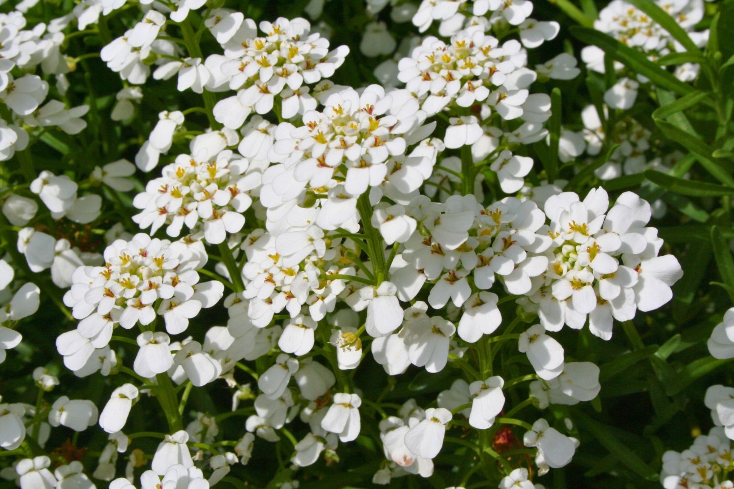 Iberis sempervirens 'Fischbeck' Immergrüne Schleifenblume