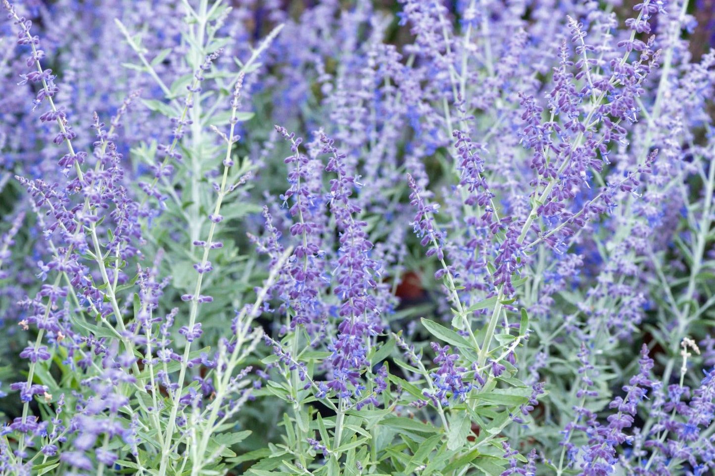 Perovskia atriplicifolia 'Zasha' Blauraute