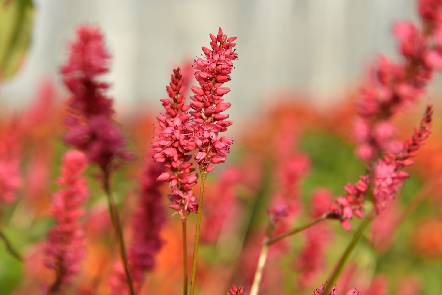 Bistorta amplexicaulis 'JS Keep Smiling' ® Kerzenknöterich