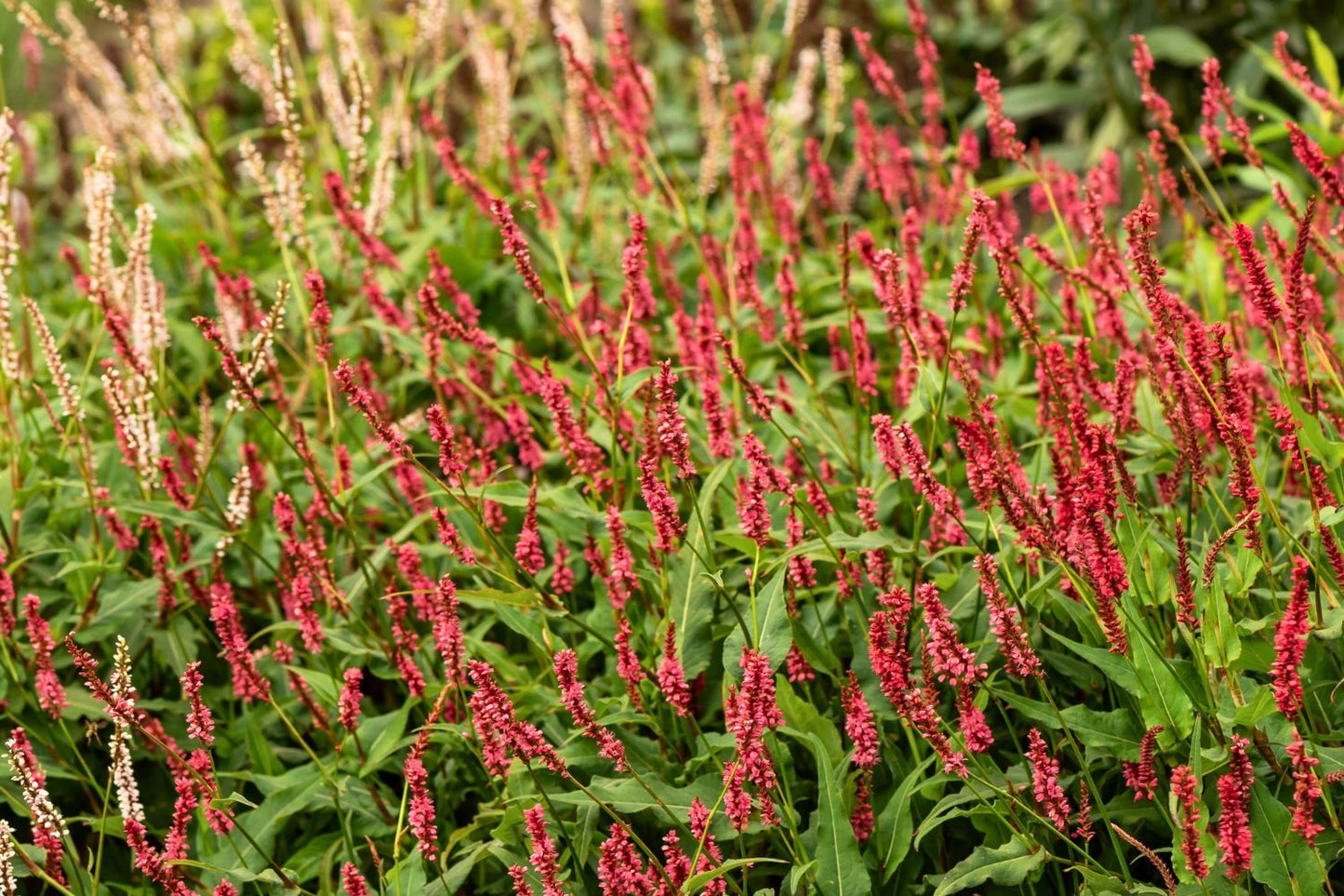Bistorta amplexicaulis 'JS Keep Smiling' ® (Kerzenknöterich)