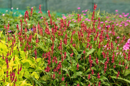 Bistorta amplexicaulis 'JS Keep Smiling' ® (Kerzenknöterich)