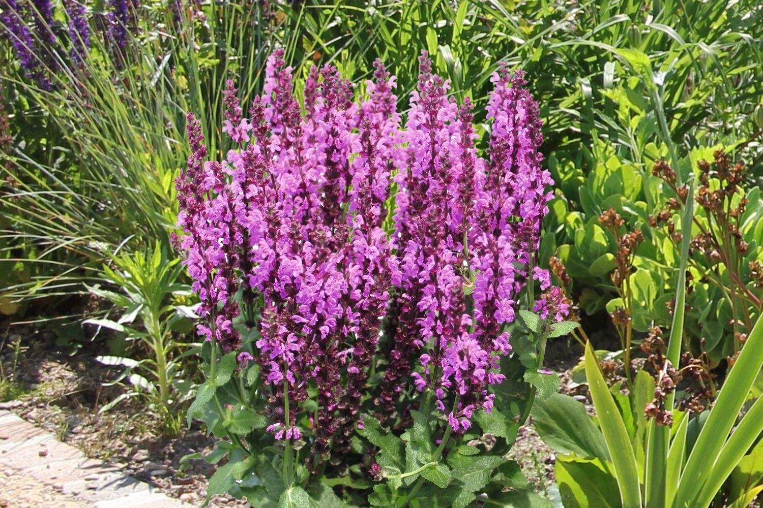 Salvia nemorosa 'Royal Magenta' (Ziersalbei)