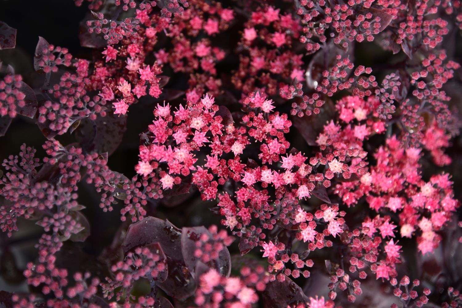 Sedum 'Globe Purple' Garten-Fetthenne