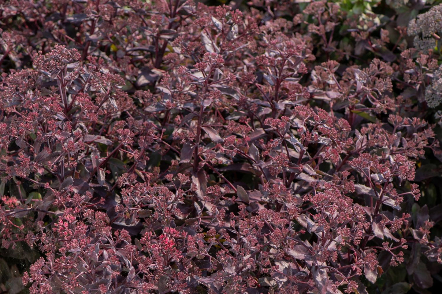 Sedum 'Globe Purple' (Garten-Fetthenne)