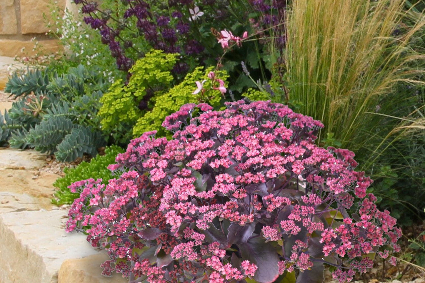 Sedum 'Globe Purple' (Garten-Fetthenne)