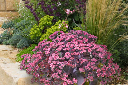 Sedum 'Globe Purple' (Garten-Fetthenne)