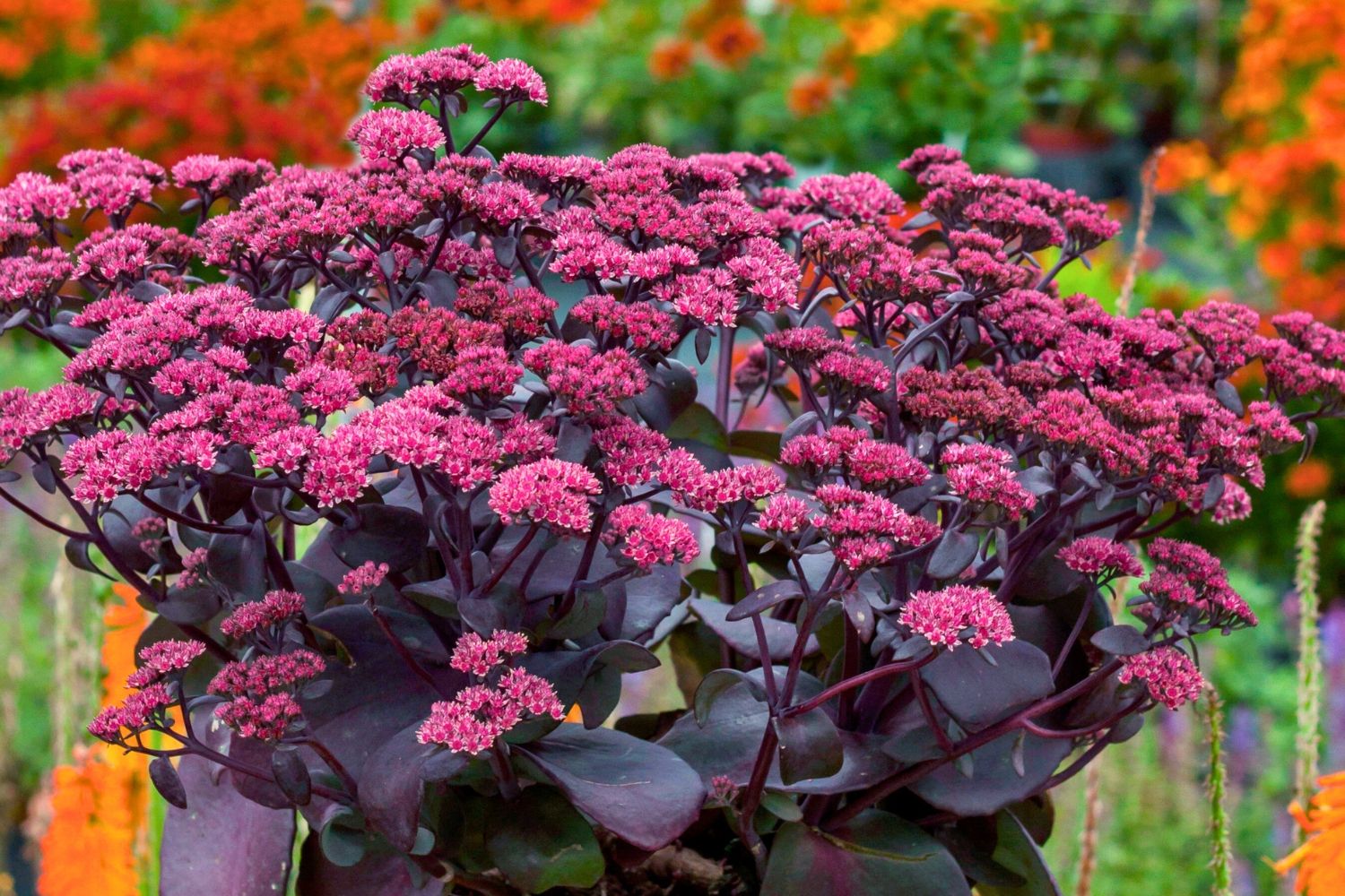 Sedum telephium 'Oriental Dancer' Garten-Fetthenne