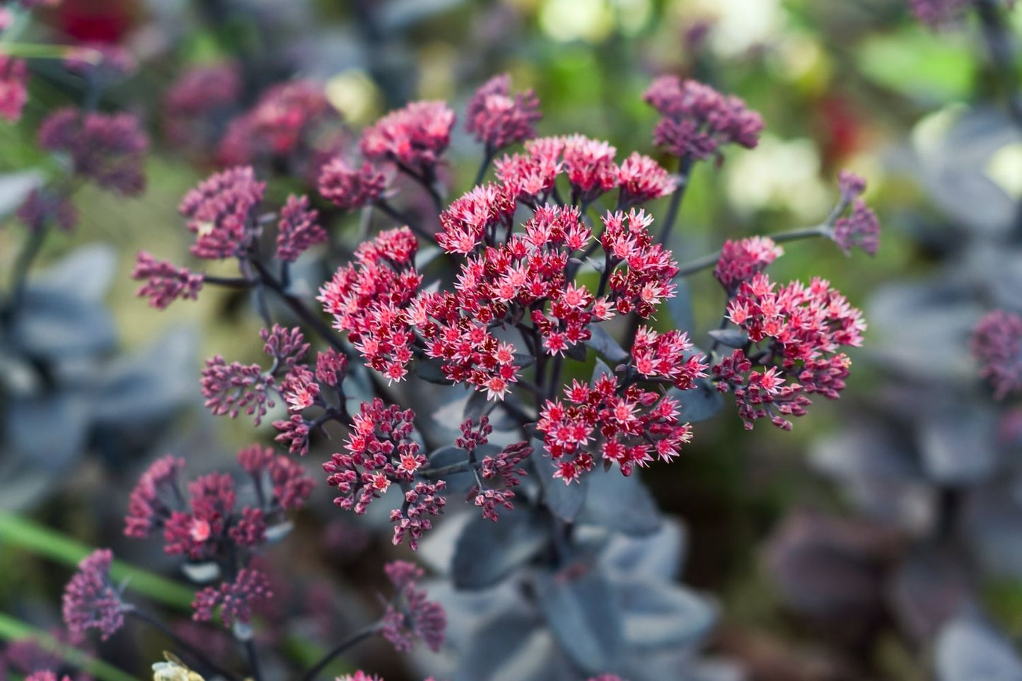 Sedum telephium 'Oriental Dancer' (Garten-Fetthenne)