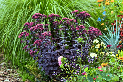 Sedum telephium 'Oriental Dancer' (Garten-Fetthenne)