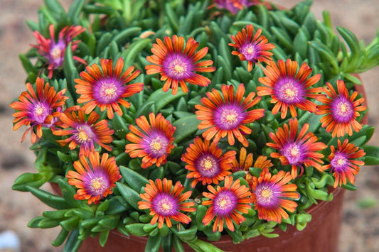 Delosperma 'Sundella Apricot' Garten-Mittagsblume
