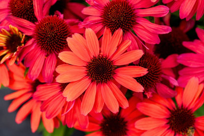 Echinacea 'SunMagic Vintage Ruby' ® (Scheinsonnenhut)
