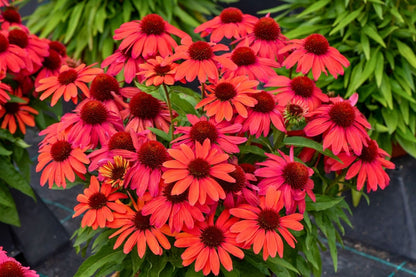 Echinacea 'SunMagic Vintage Ruby' ® (Scheinsonnenhut)