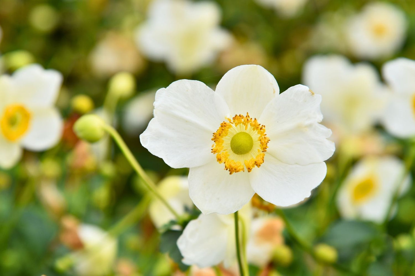 Anemone 'Summer Breeze Snow' Herbst-Anemone