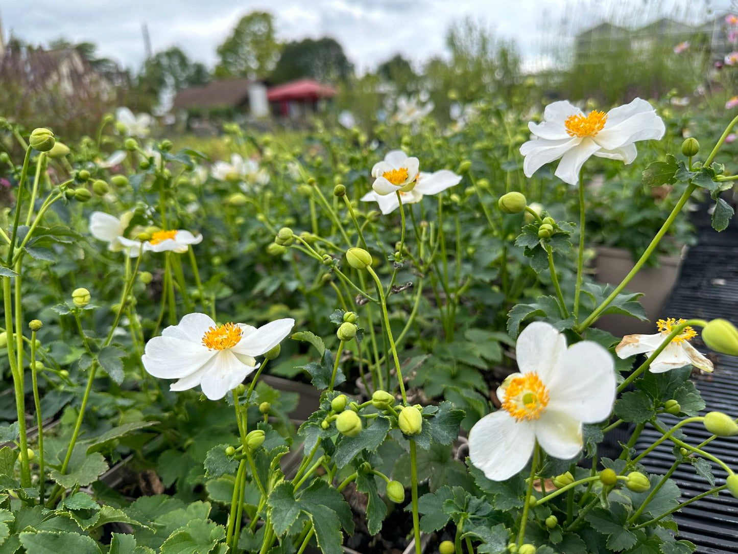 Anemone 'Summer Breeze Snow' (Herbst-Anemone)