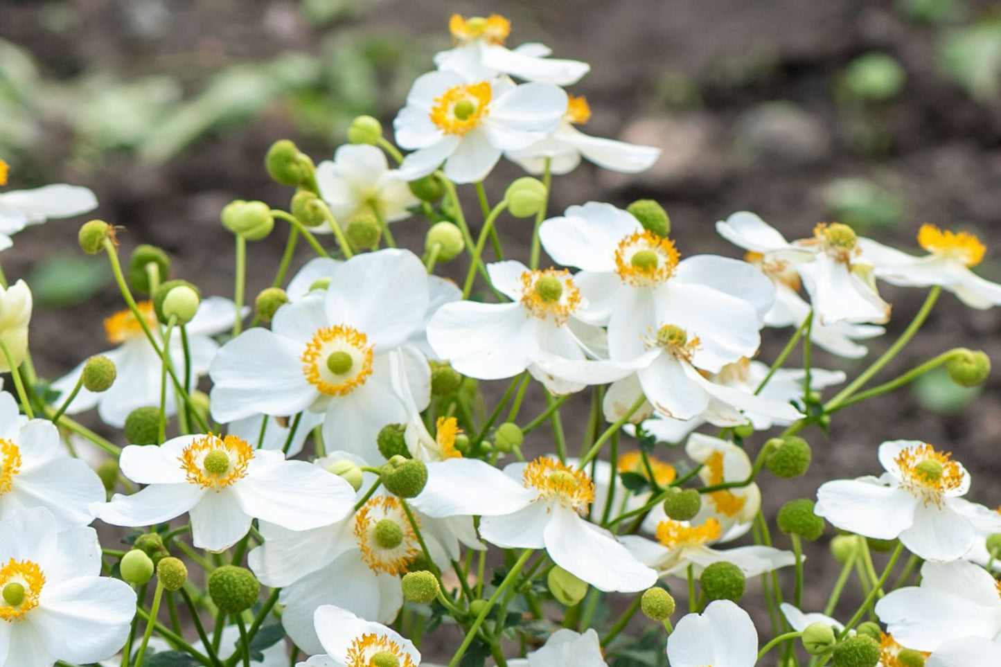 Anemone 'Summer Breeze Snow' (Herbstanemone)