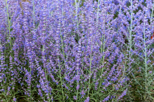 Perovskia atriplicifolia 'Jelena' Blauraute